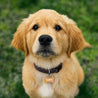 Medaillon Hund Knochen foto N° 3