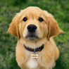 Medaillon Hund Knochen Knöchelchen & Co foto N° 3
