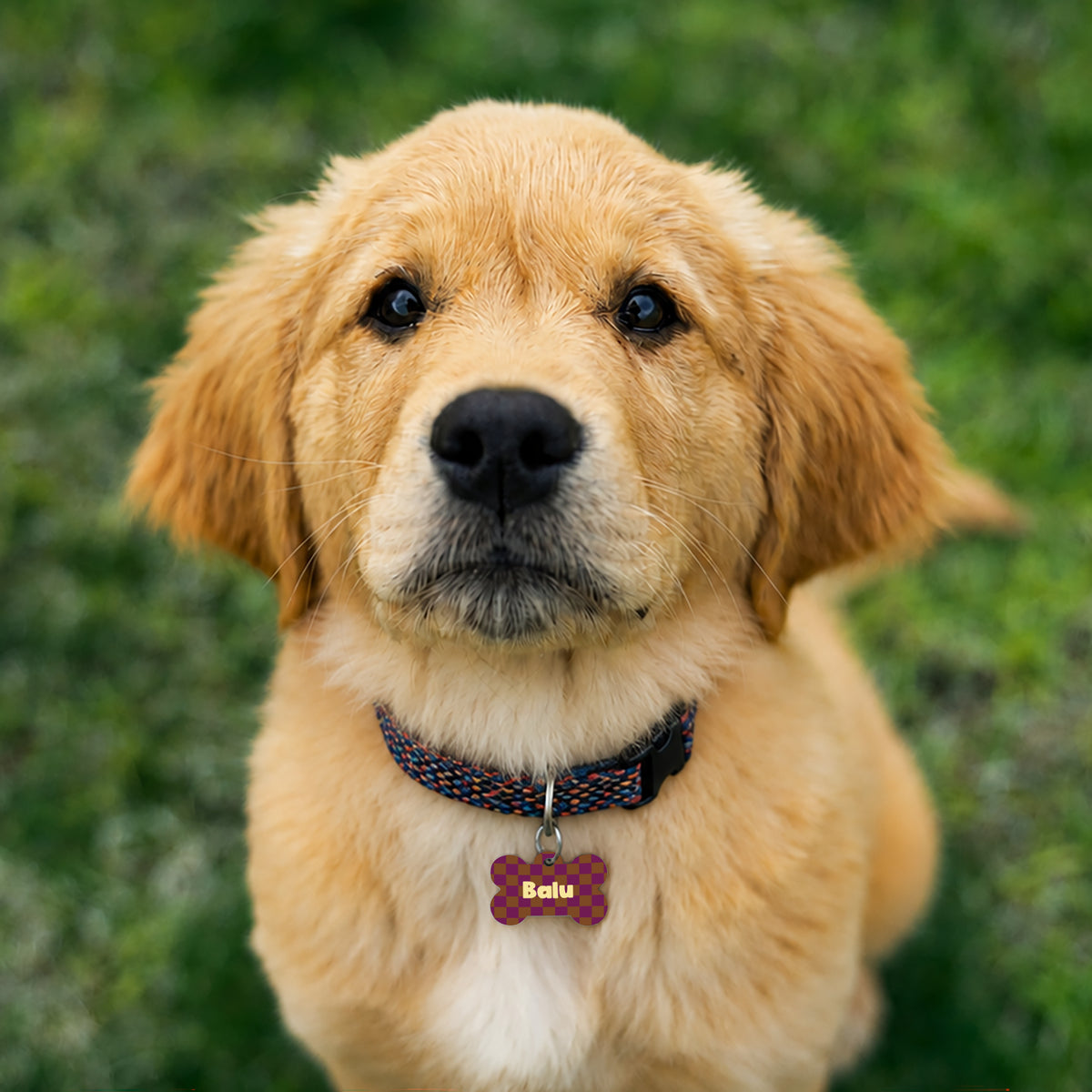 Medaillon Hund Knochen Mosaik foto N° 3