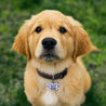 Medaillon Hund Knochen foto N° 3