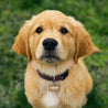 Medaillon Hund Knochen Das Traumleben foto N° 3