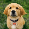 Medaillon Hund Knochen Funky Pop foto N° 3